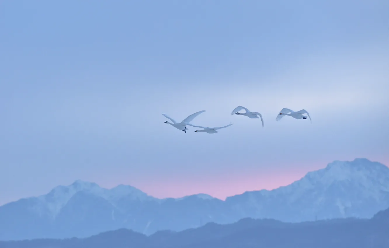 Photo wallpaper winter, the sky, flight, mountains, birds, fog, dawn, the slopes