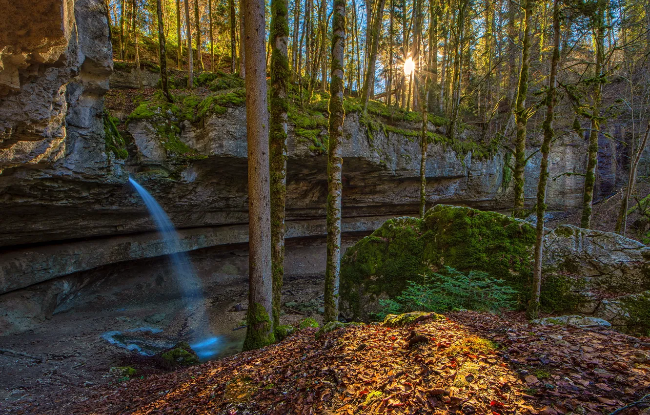 Photo wallpaper autumn, forest, the sun, light, trees, branches, Park, stones