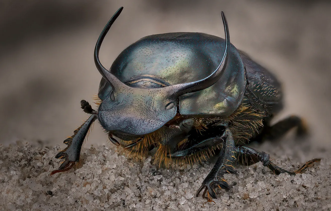 Photo wallpaper nature, insect, Onthophagus taurus