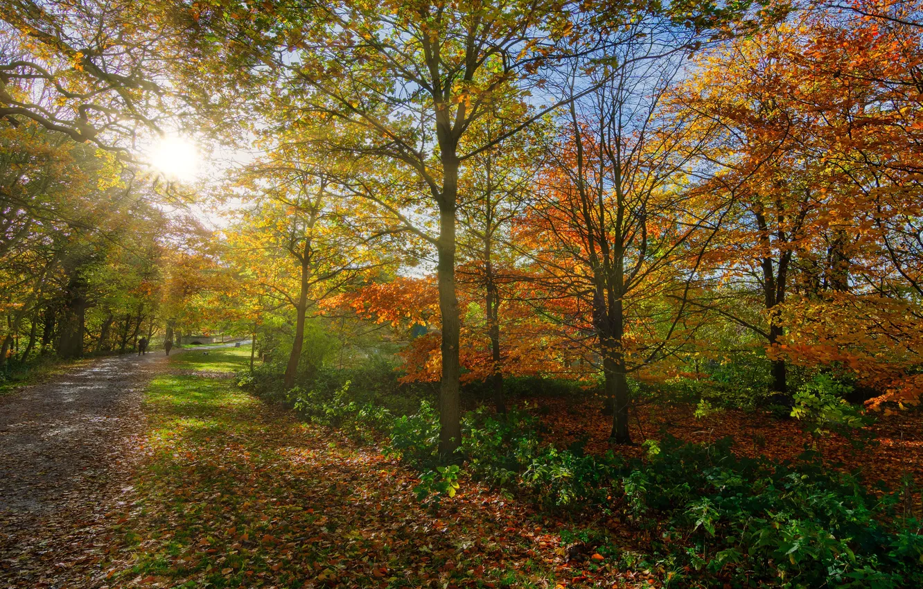 Photo wallpaper autumn, forest, leaves, the sun, rays, light, trees, branches