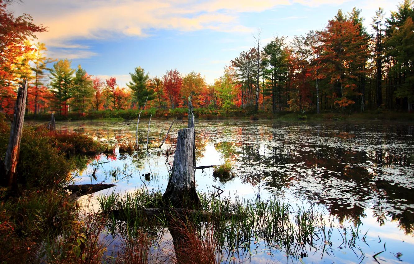 Photo wallpaper autumn, forest, trees, nature, swamp, forest, trees, nature