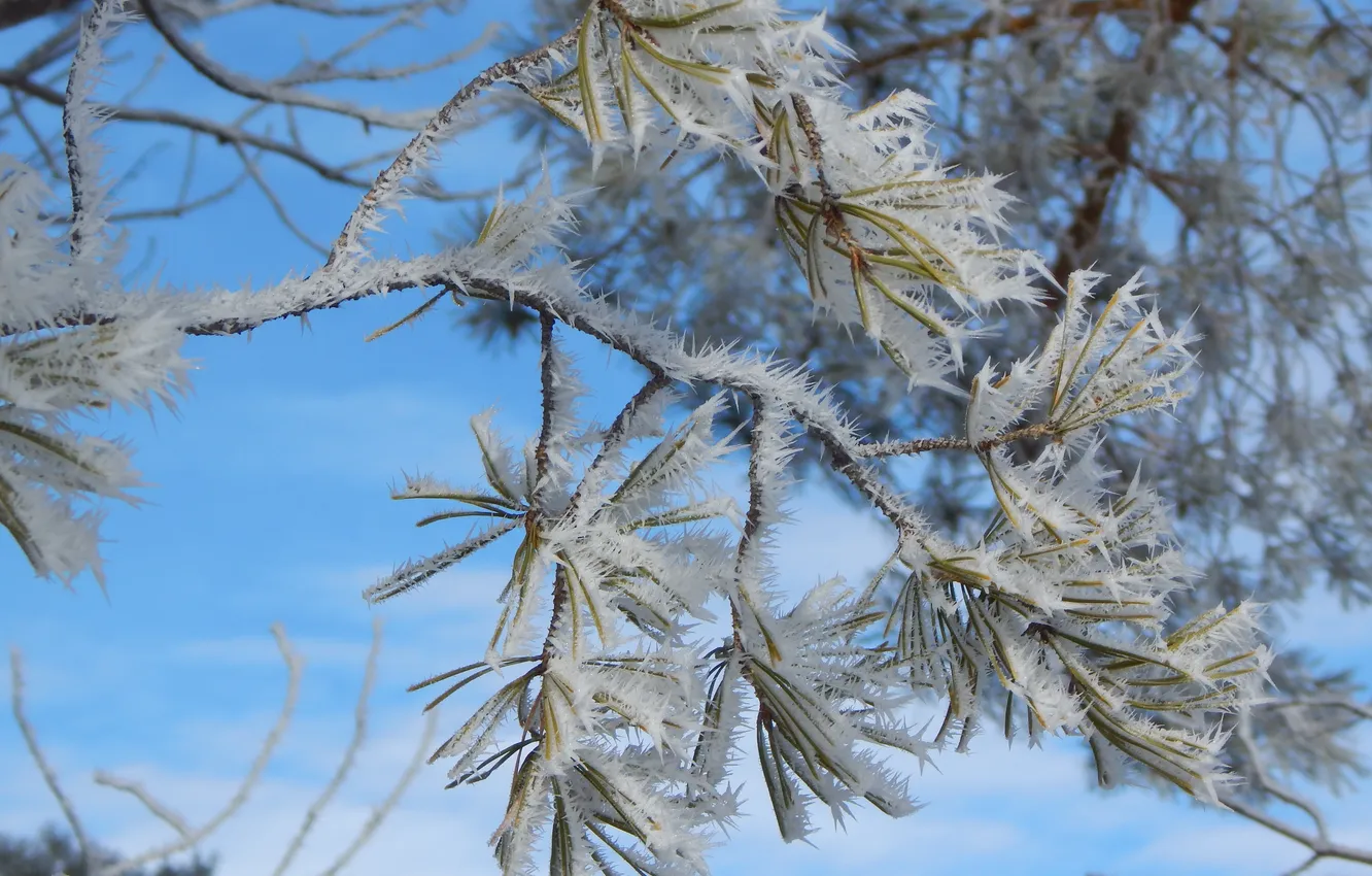 Photo wallpaper winter, frost, the sky, clouds, snow, trees, branches, nature