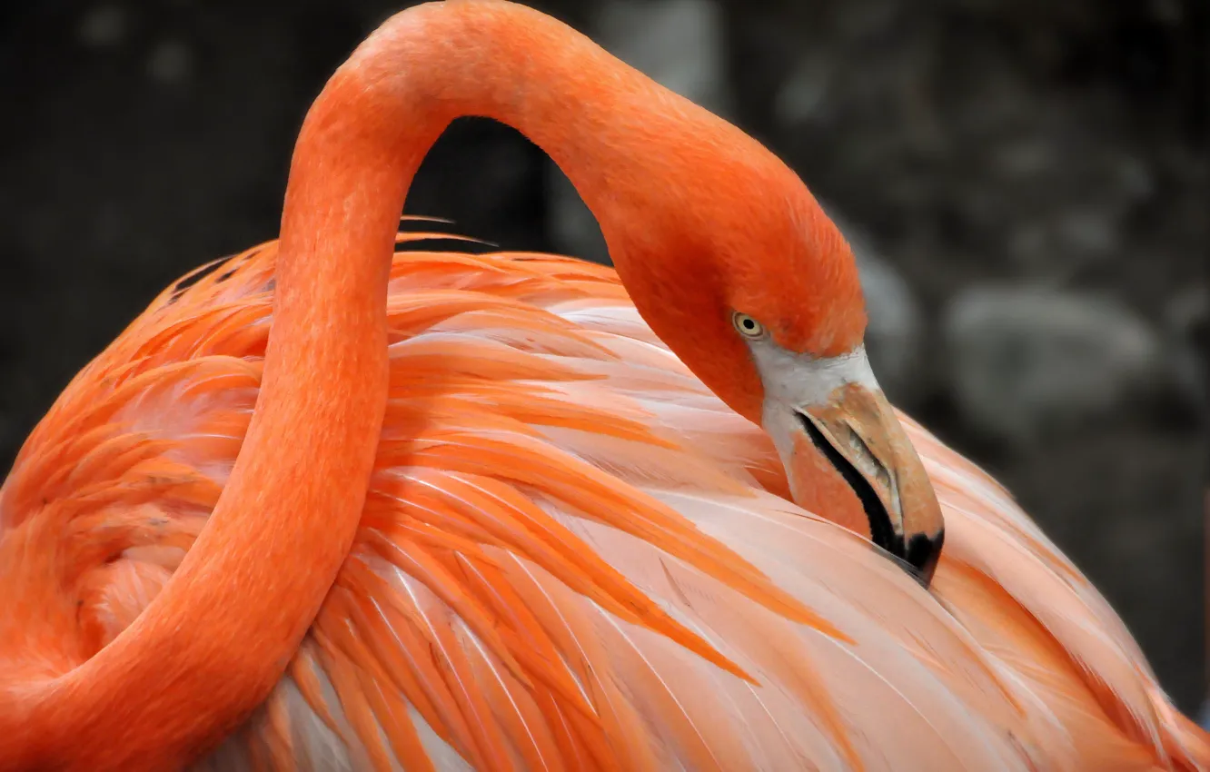Photo wallpaper bird, paint, feathers, beak, Flamingo