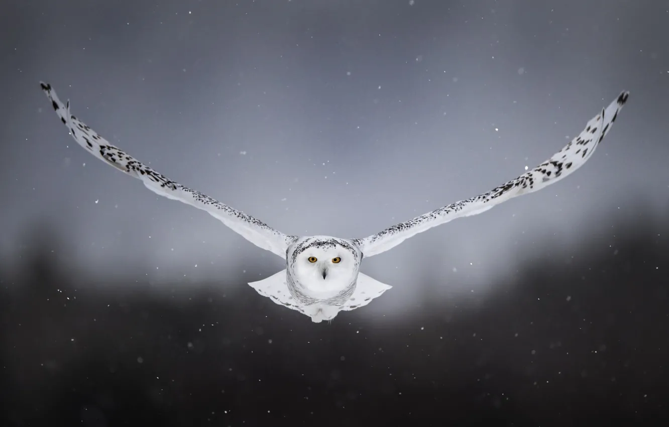 Photo wallpaper snow, background, owl, bird, wings, flight, snowy owl, white owl