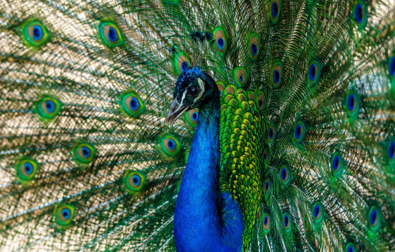 Photo wallpaper bird, portrait, feathers, peacock, cracked the tail
