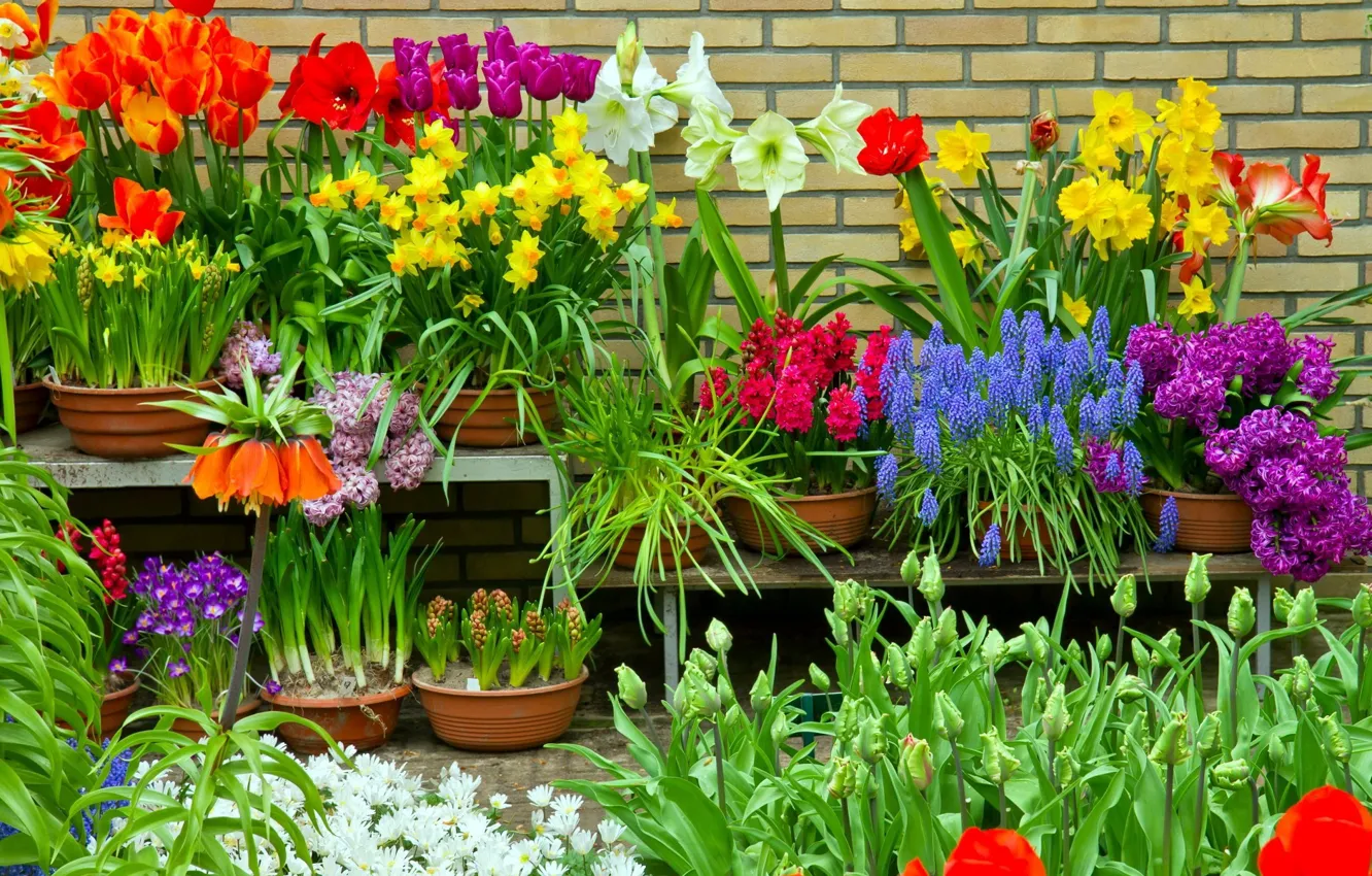 Photo wallpaper flowers, spring, flowerbed, different