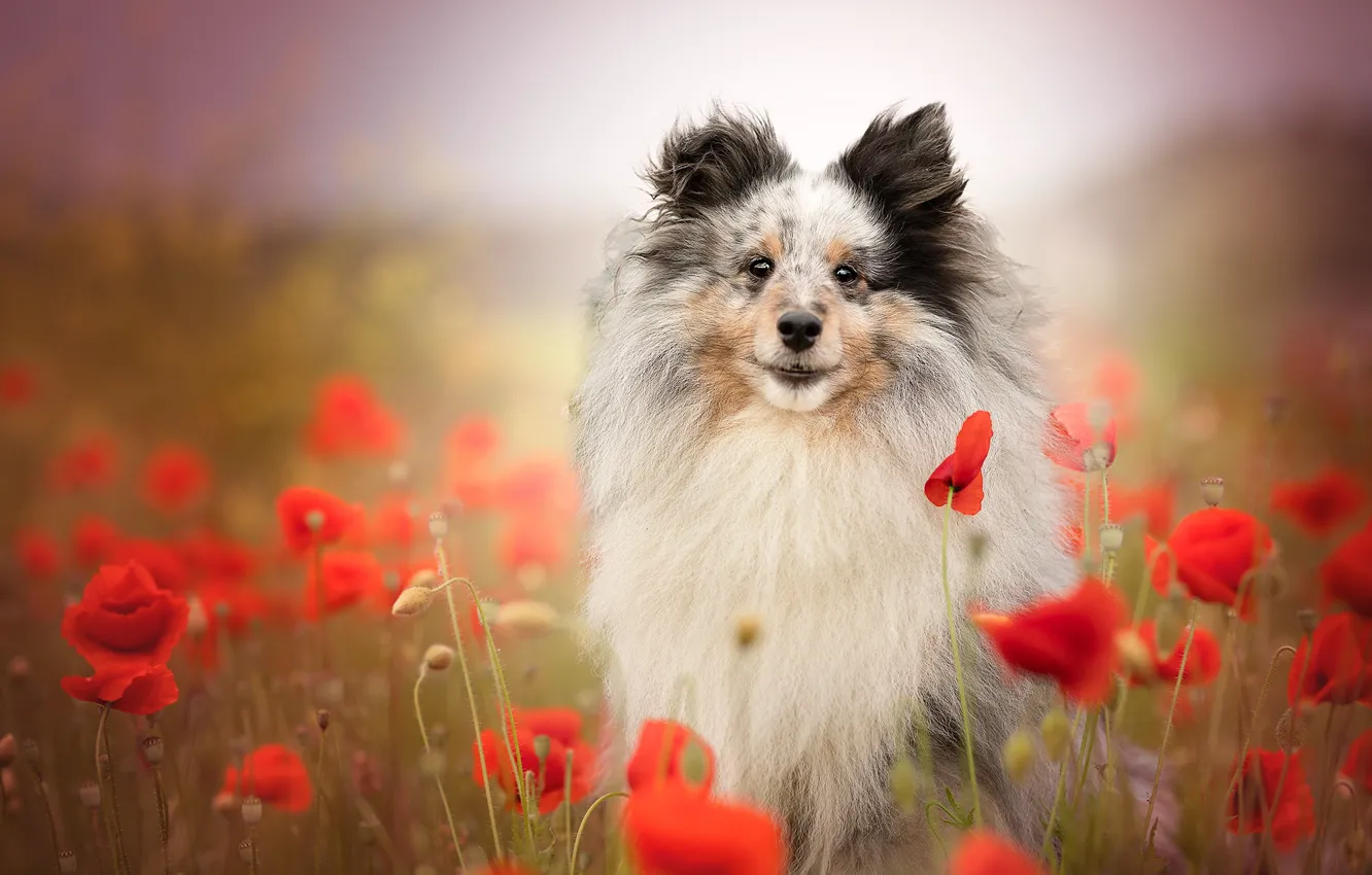 Photo wallpaper flowers, Maki, dog, bokeh, Sheltie, Shetland Sheepdog