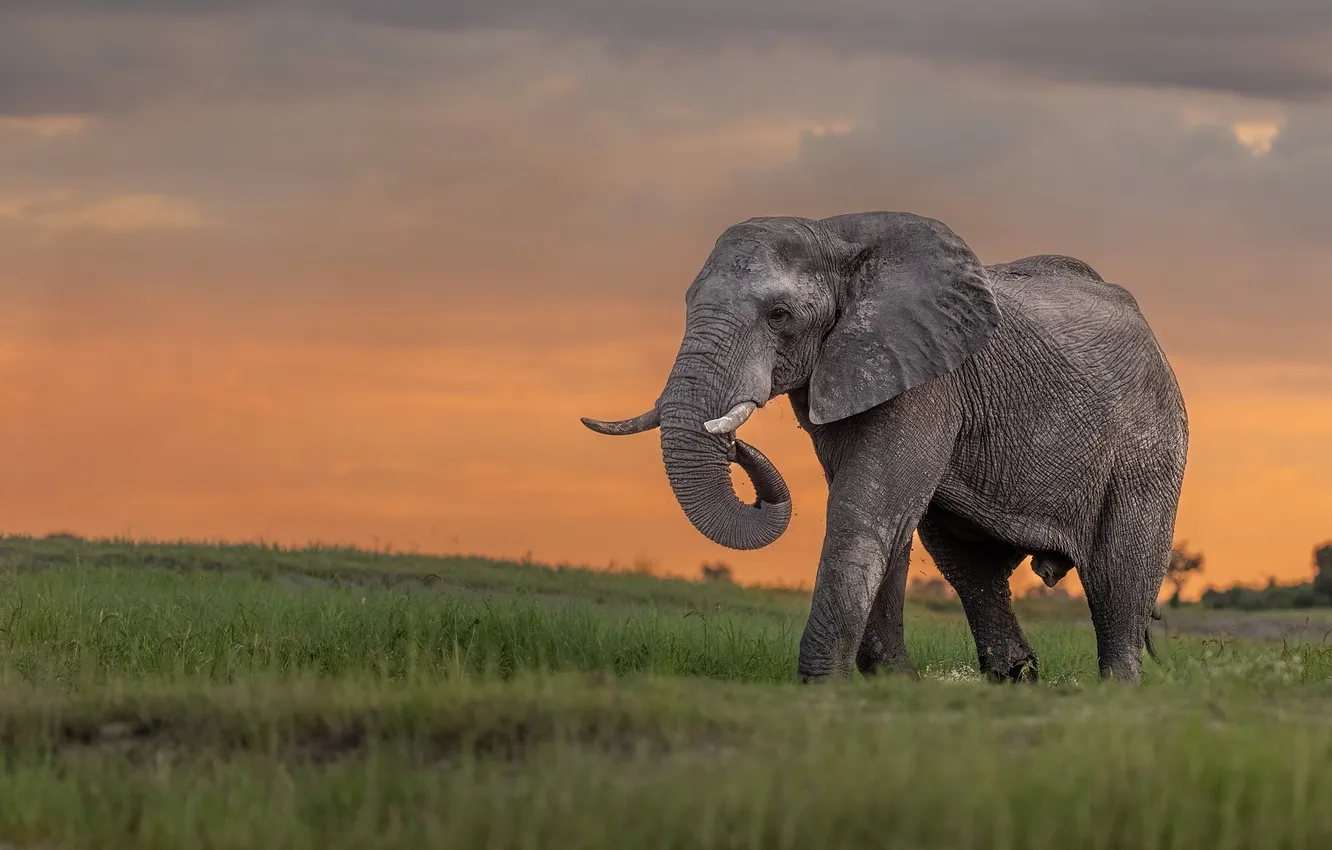Photo wallpaper field, the sky, sunset, elephant, walk