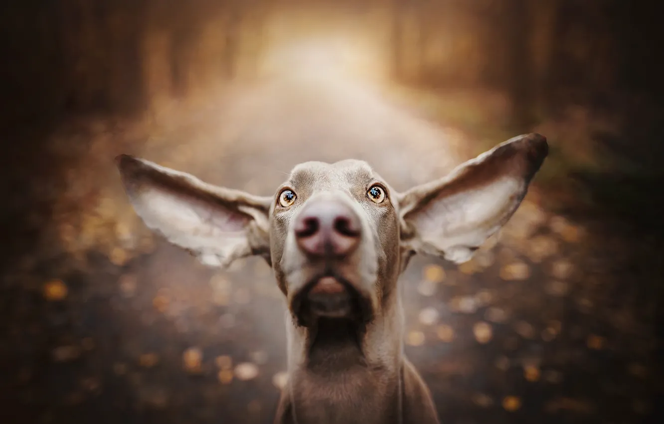 Photo wallpaper face, dog, nose, ears, bokeh, The Weimaraner, Weimar pointer