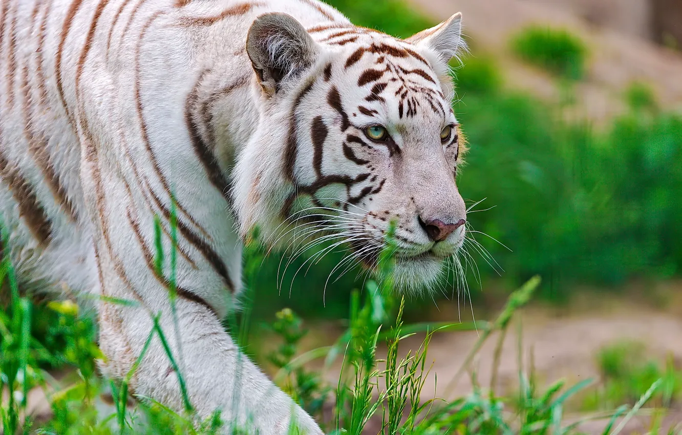 Photo wallpaper white, face, tiger, predator, sneaks, waite tiger