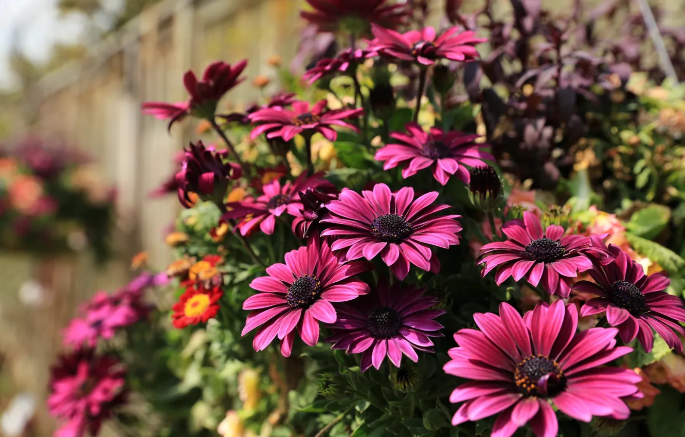 Photo wallpaper flowers, flowerbed, Burgundy