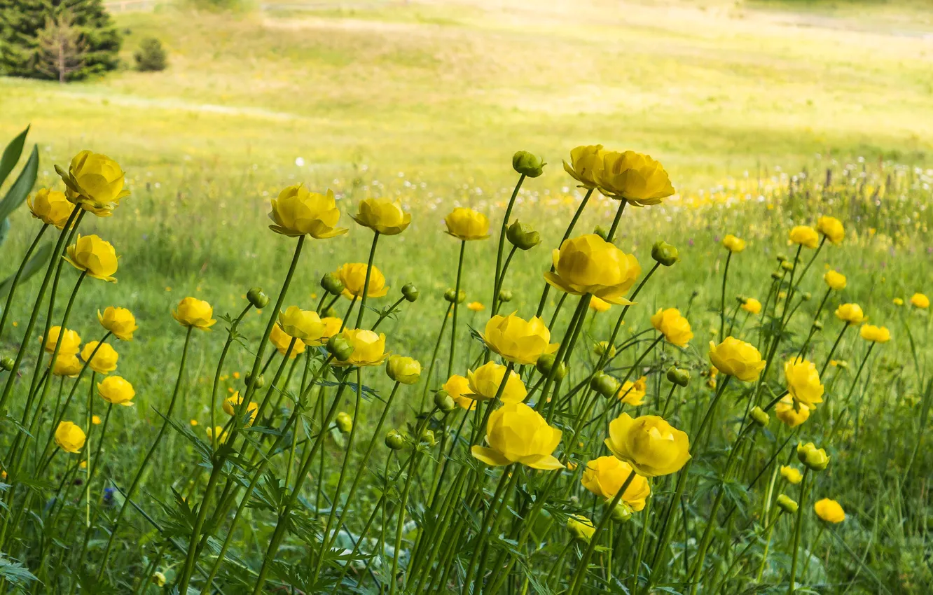 Photo wallpaper field, flowers, yellow, globeflowers