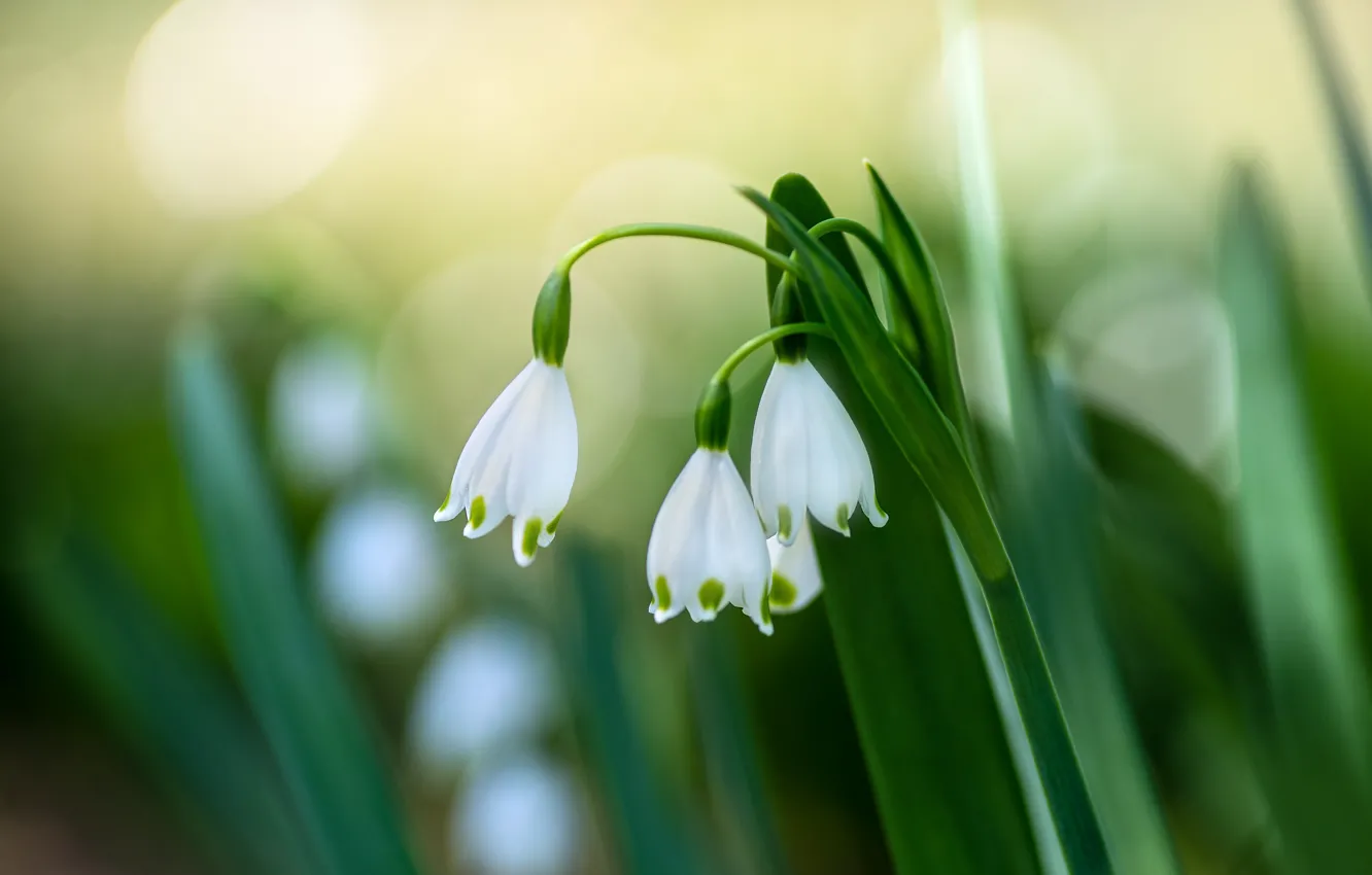 Photo wallpaper leaves, flowers, blur, spring, snowdrops, white, trio, bokeh