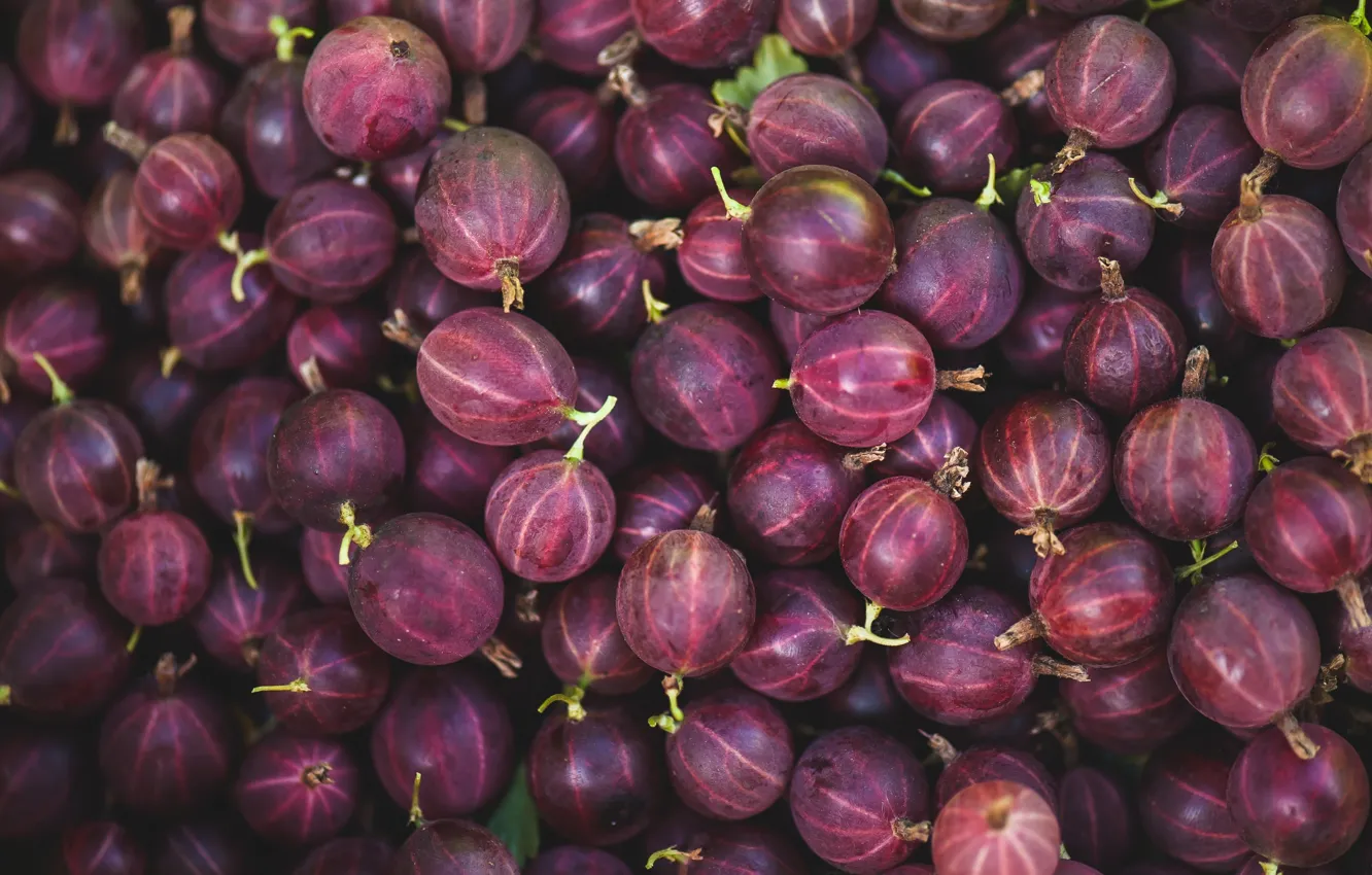 Photo wallpaper macro, berries, gooseberry