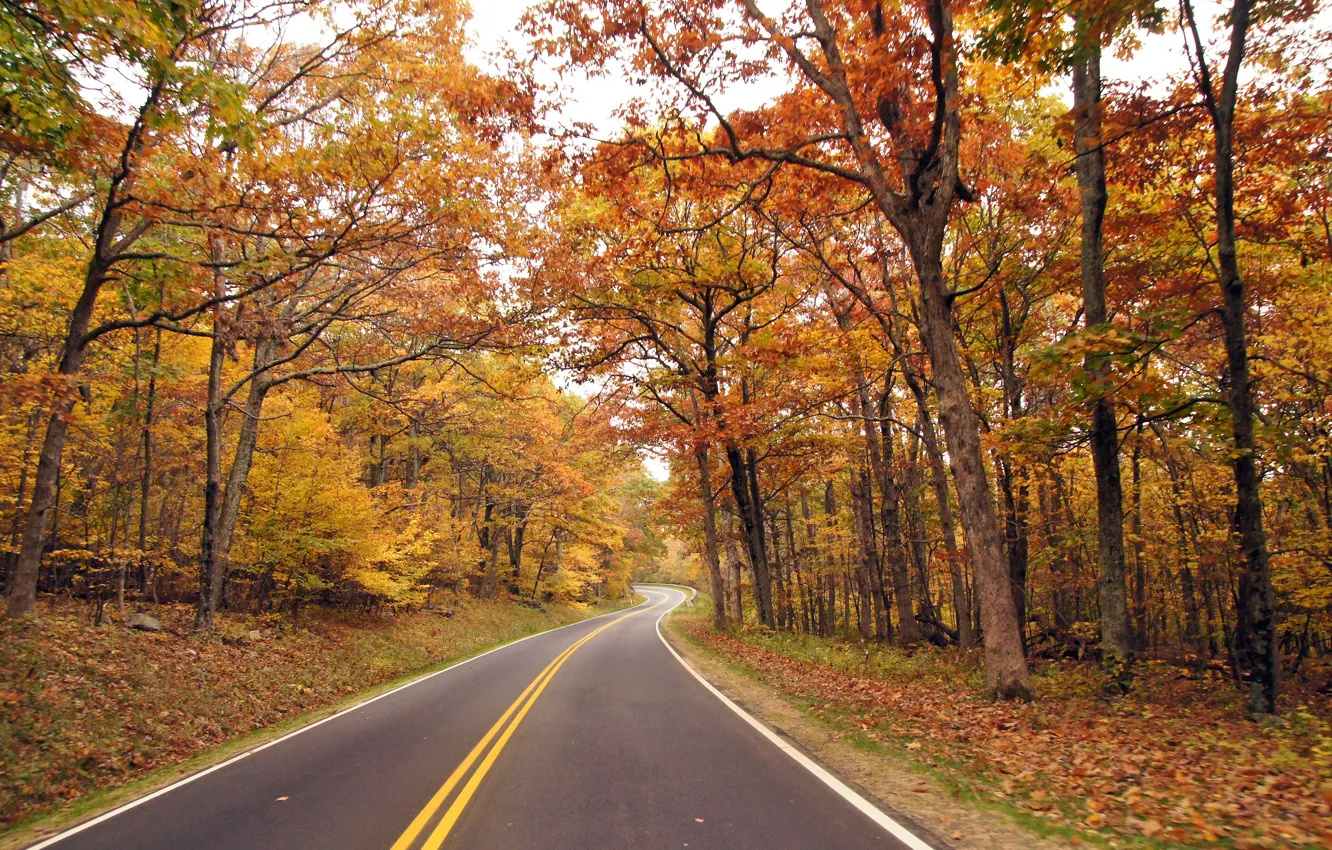 Photo wallpaper Nature, Road, Autumn, Trees, VA, Nature, Autumn, Virginia