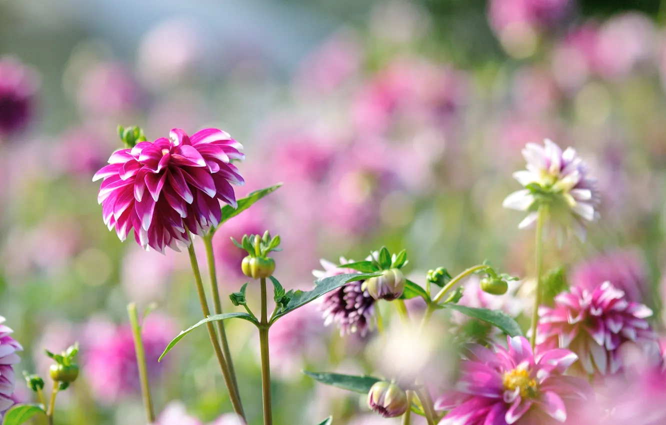 Photo wallpaper flowers, bright, buds, flowering, dahlias