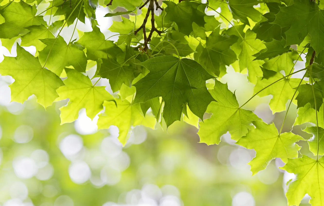 Photo wallpaper leaves, green, tree, maple