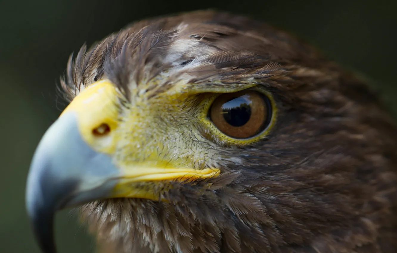 Photo wallpaper background, bird, eagle