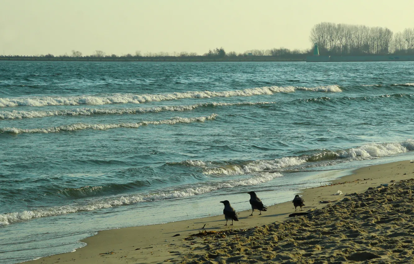 Photo wallpaper beach, sea, water, wave, Baltib