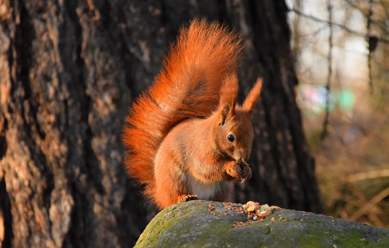 Photo wallpaper nature, stone, protein, tail, squirrel