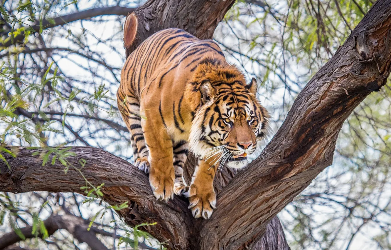 Photo wallpaper trees, nature, tiger