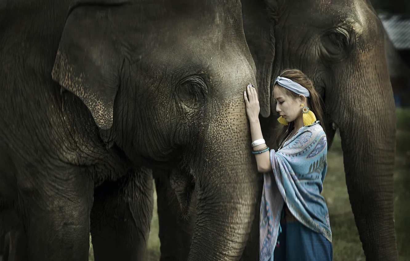 Photo wallpaper girl, nature, elephant
