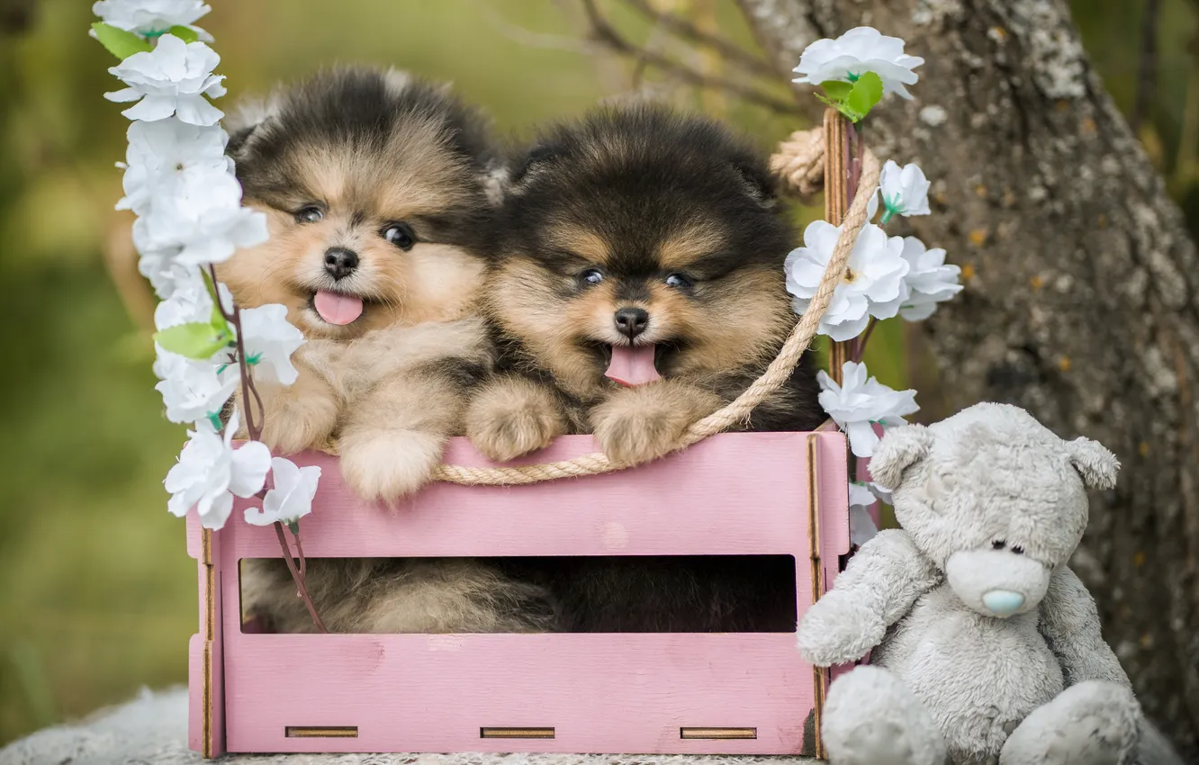 Photo wallpaper dogs, flowers, puppies, bear, box, a couple, Teddy bear, Pomeranian