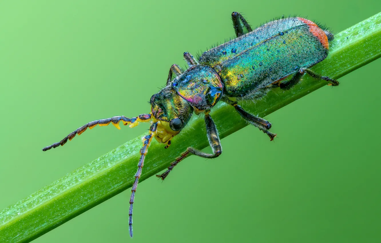 Photo wallpaper macro, background, beetle
