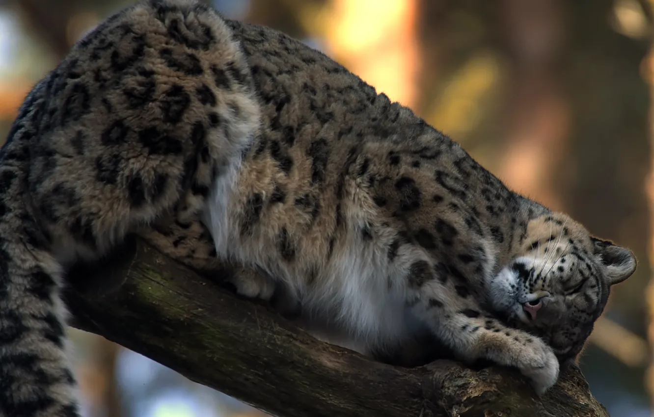Photo wallpaper stay, sleeping, IRBIS, snow leopard