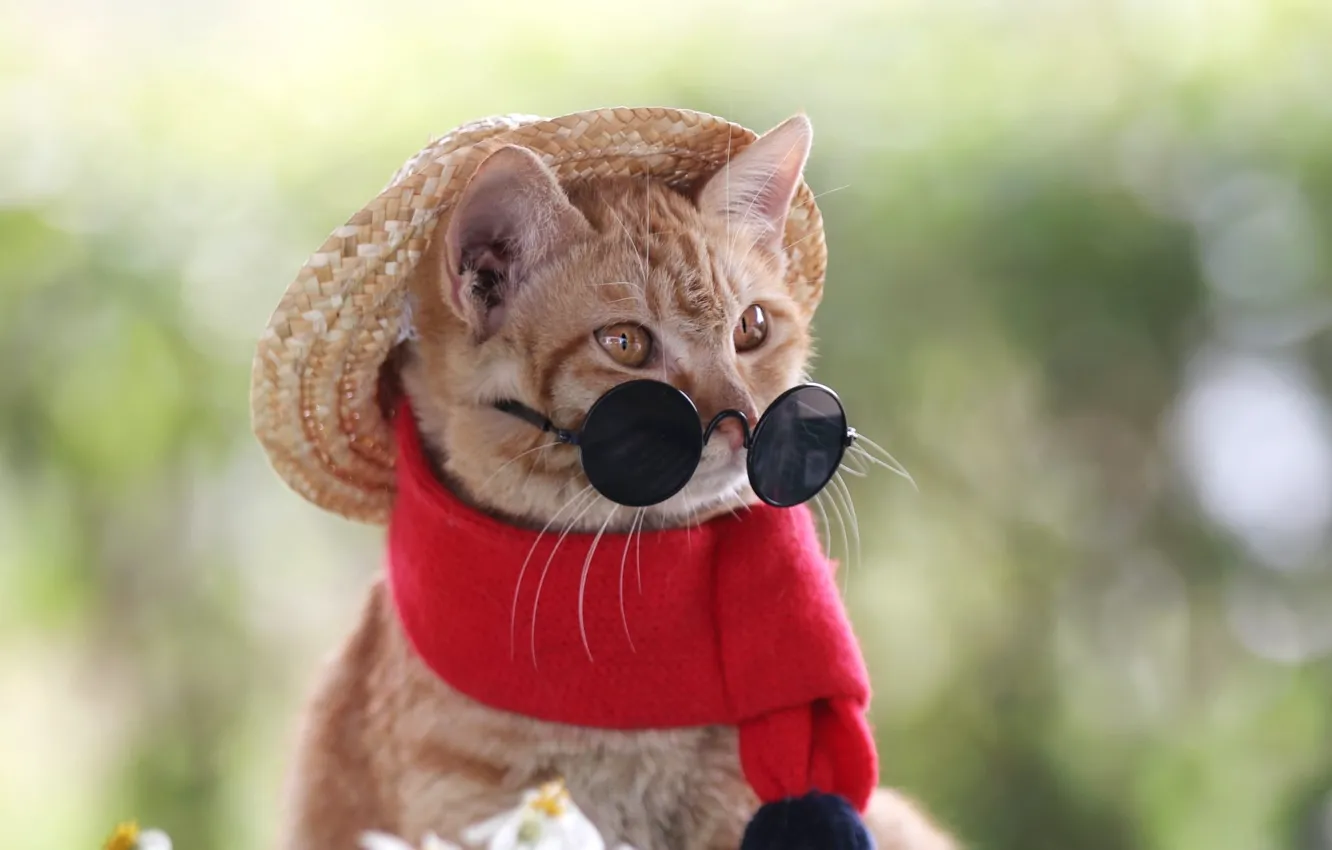 Photo wallpaper cat, cat, look, flowers, red, nature, pose, cat