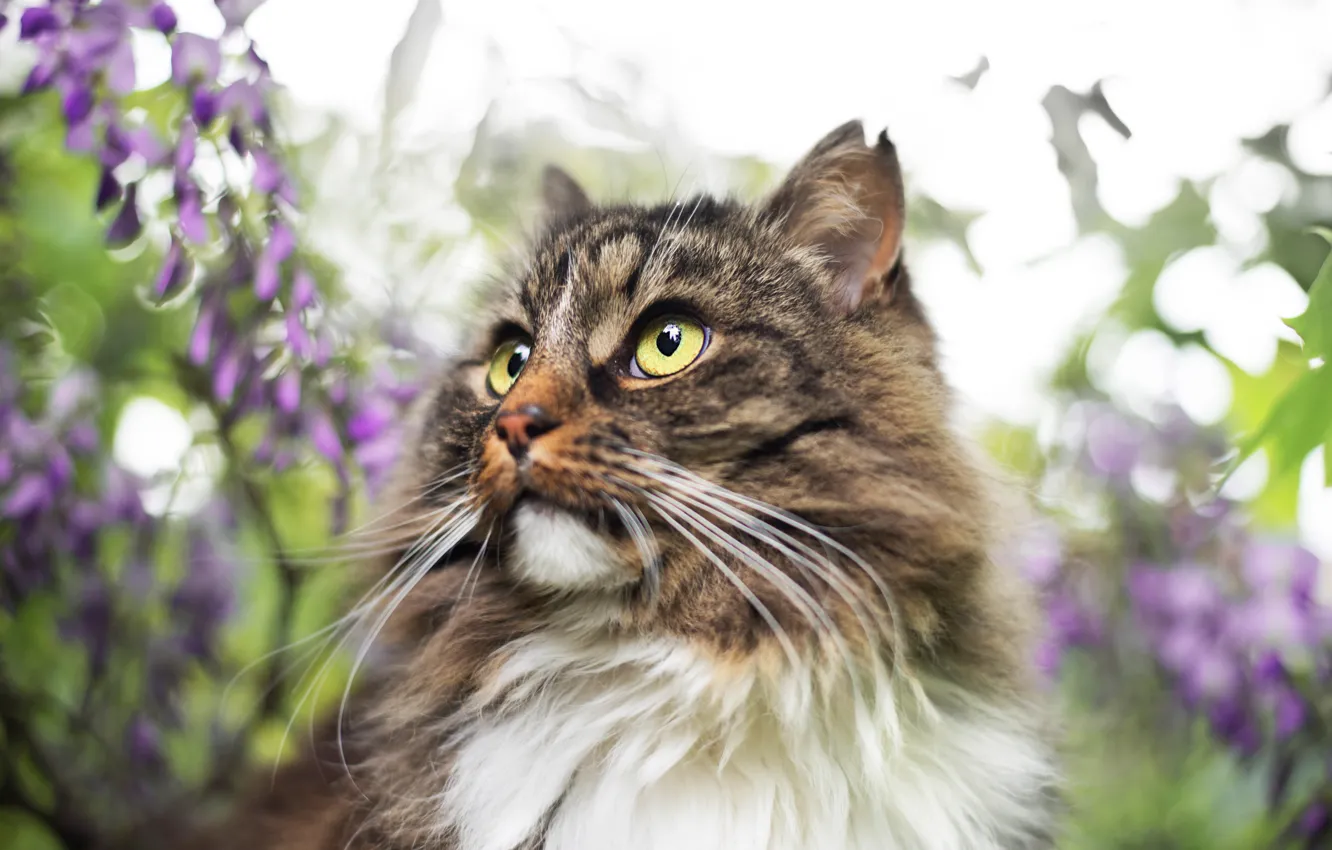 Photo wallpaper cat, cat, mustache, look, face, leaves, flowers, nature