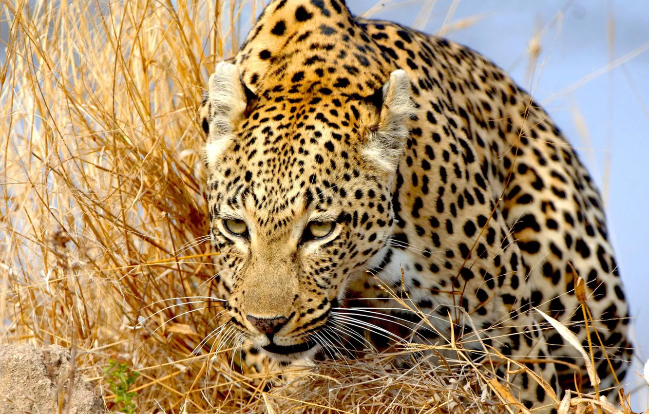 Photo wallpaper grass, predator, leopard, wild cat