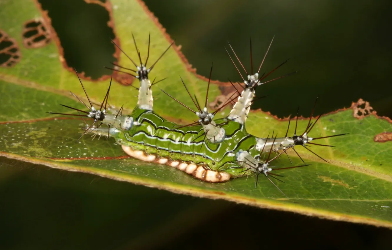 Photo wallpaper leaves, caterpillar, the kalyuchku
