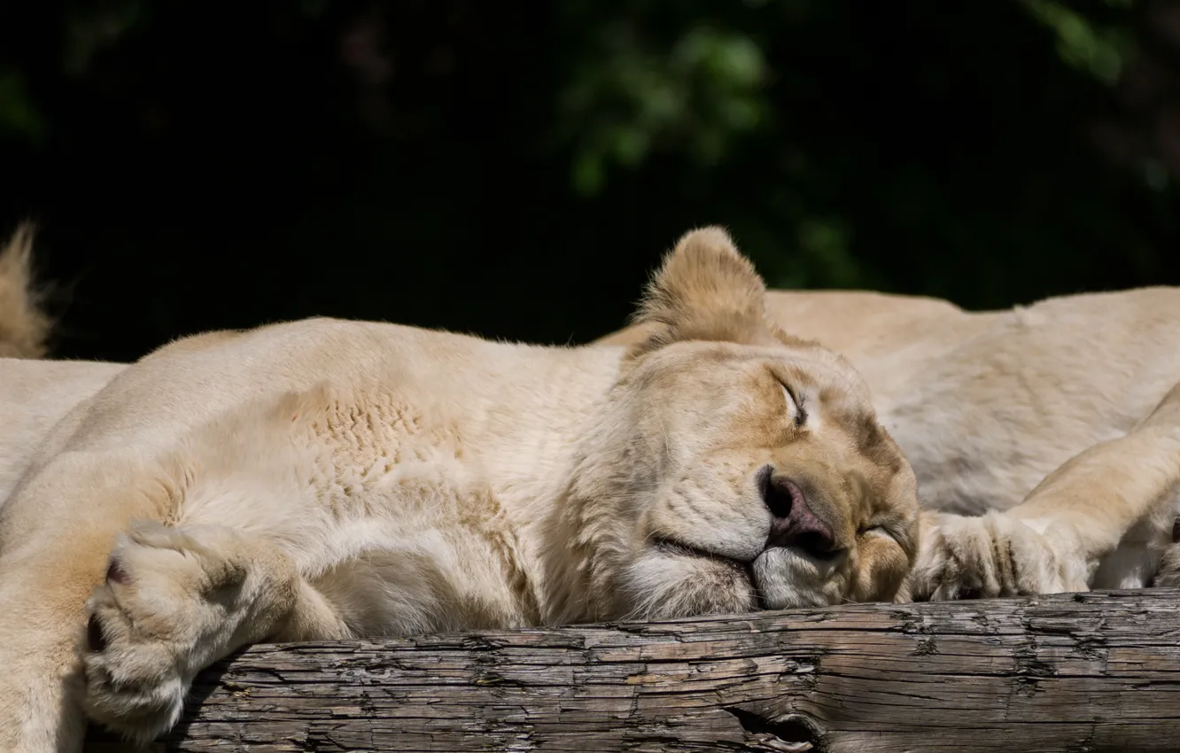 Photo wallpaper cat, white, stay, sleep, sleeping, lioness