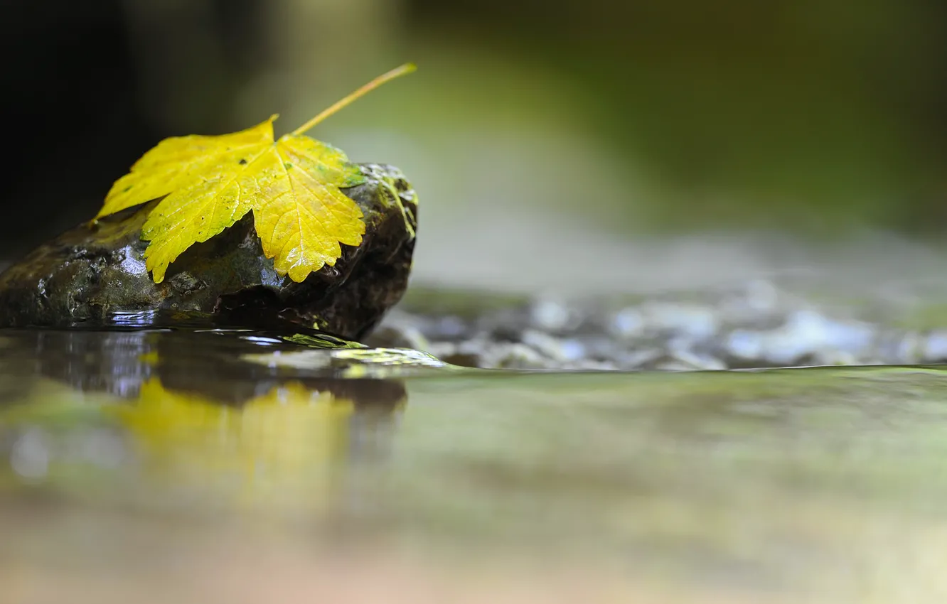 Photo wallpaper autumn, leaves, macro, stones
