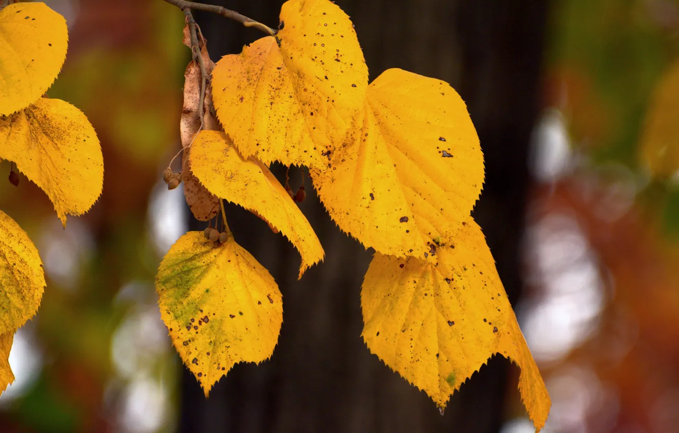 Photo wallpaper autumn, leaves, branches, yellow, nature, foliage, bokeh, Linden