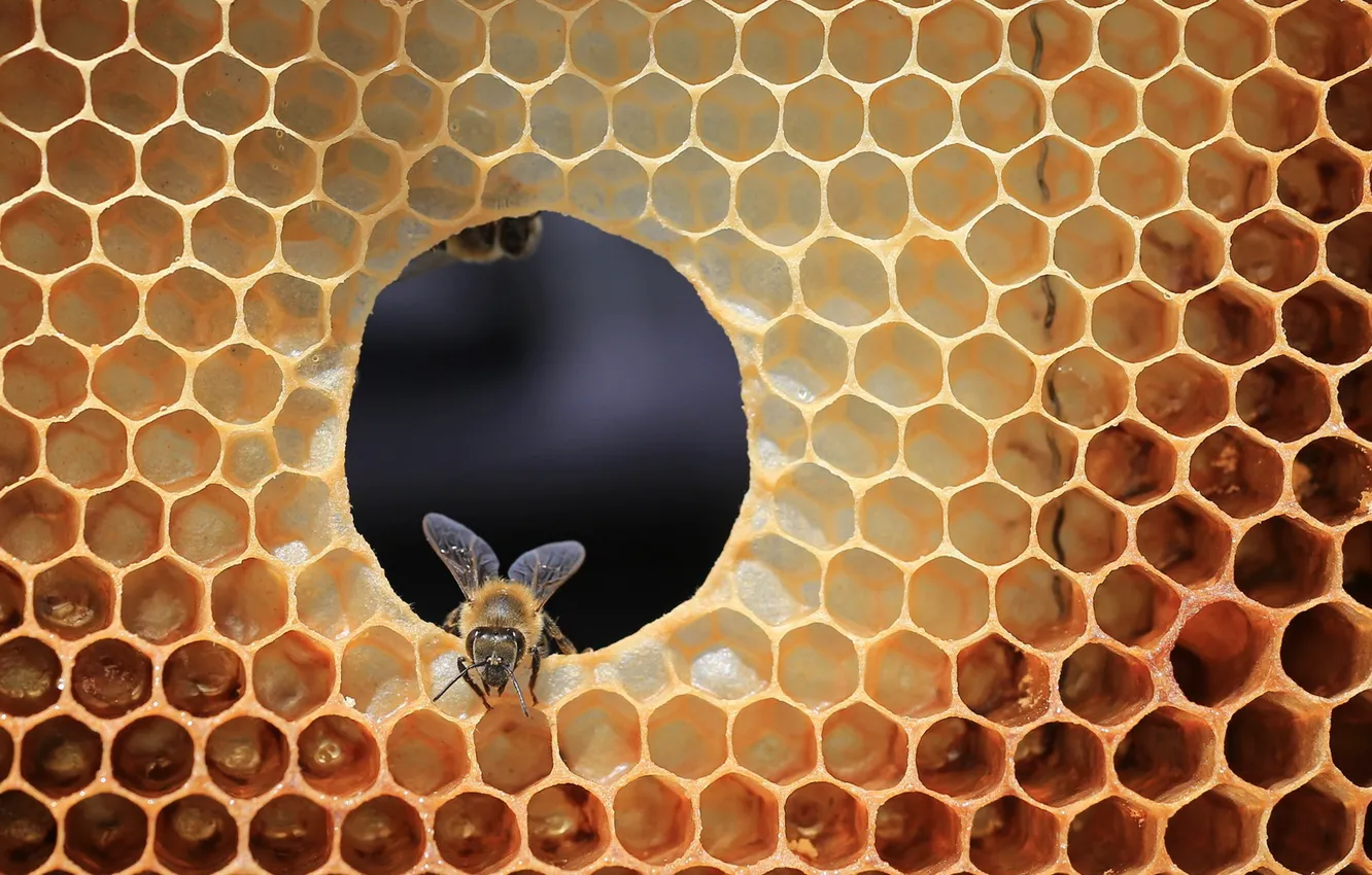 Photo wallpaper bee, cell, beehive