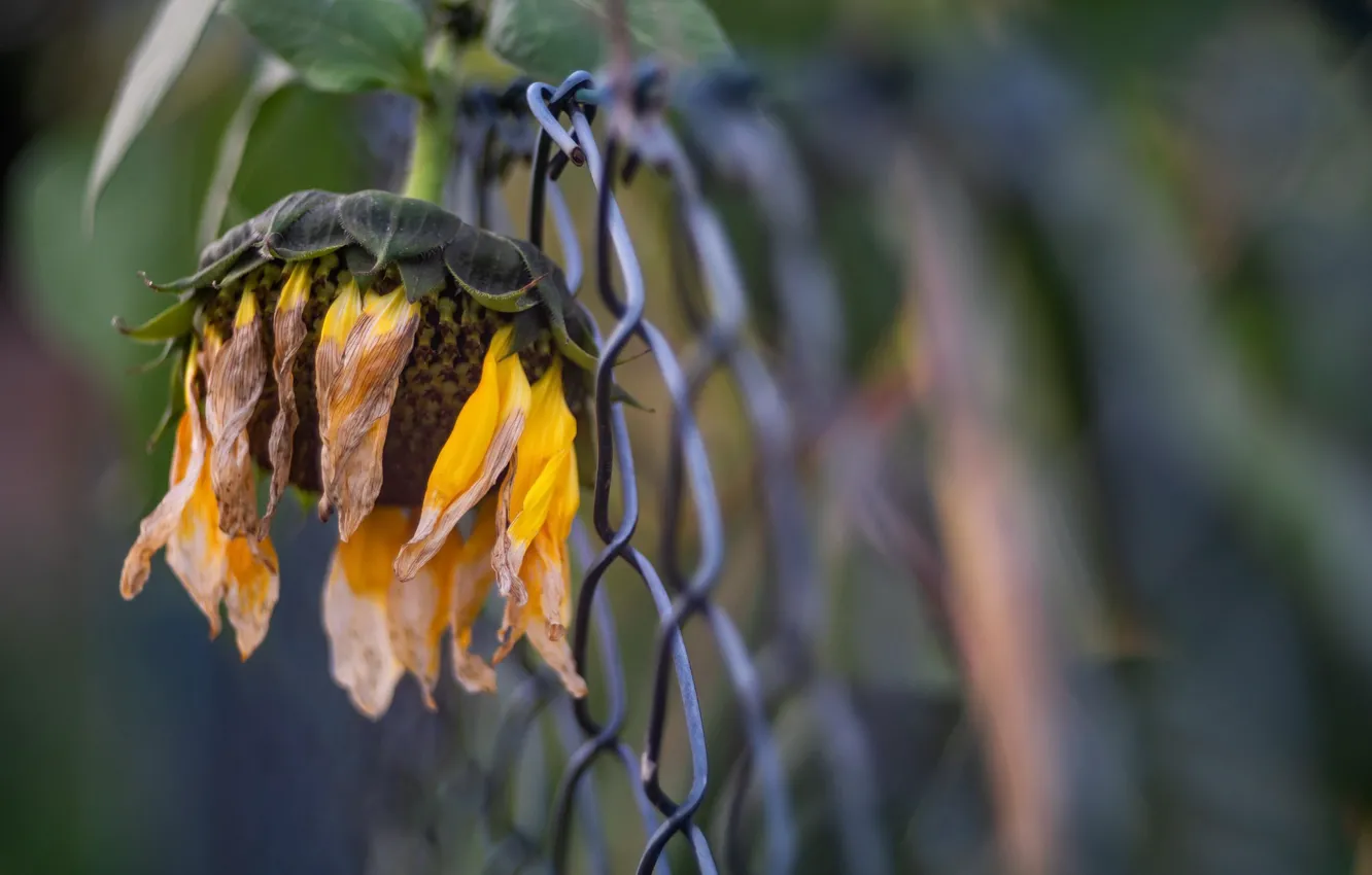 Photo wallpaper sunflowers, background, the fence