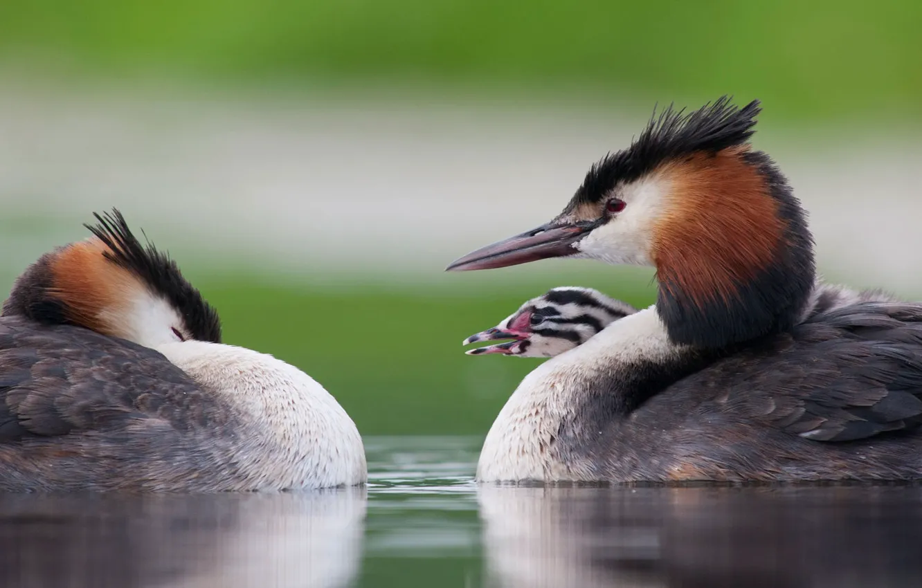 Photo wallpaper bird, Chicks, The great crested grebe, Great crested grebe