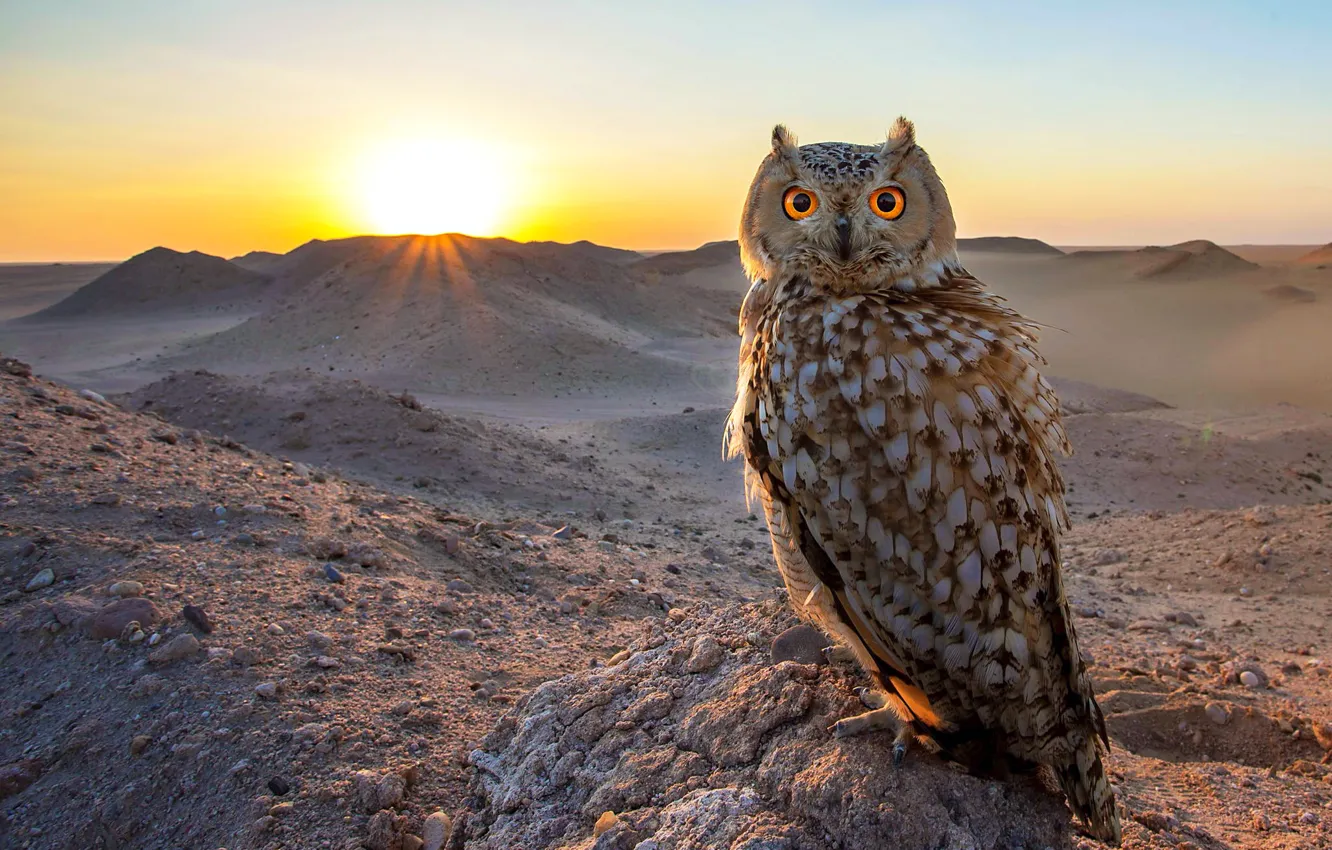 Photo wallpaper sand, the sky, the sun, nature, stones, dawn, hills, owl