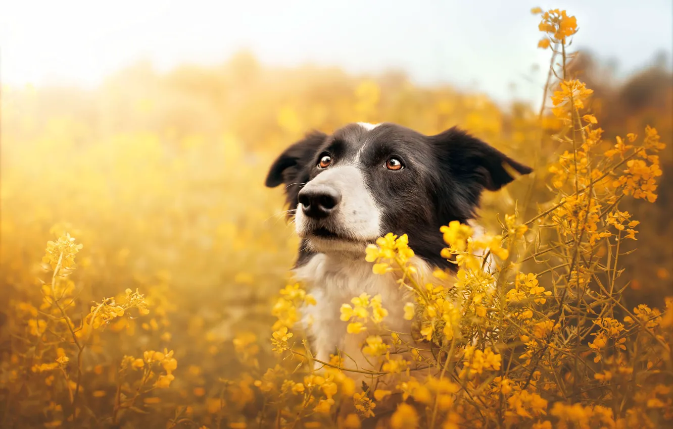 Photo wallpaper look, flowers, yellow, nature, pose, glade, portrait, dog