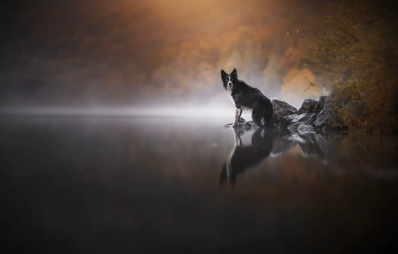 Photo wallpaper autumn, forest, nature, pose, stones, shore, dog, pond