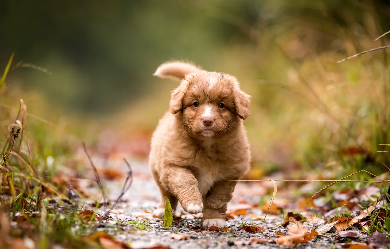 Photo wallpaper autumn, leaves, nature, background, foliage, dog, baby, puppy