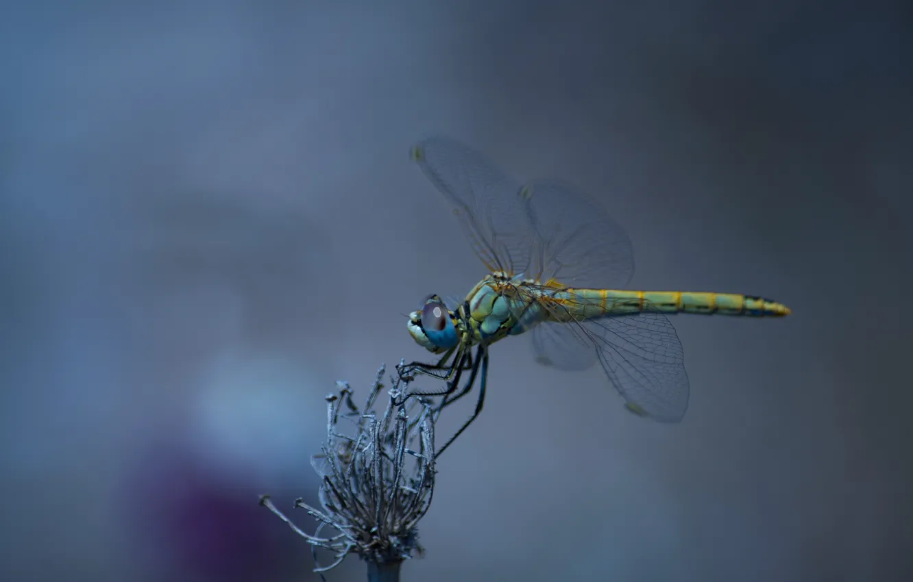 Photo wallpaper nature, wings, dragonfly, insect