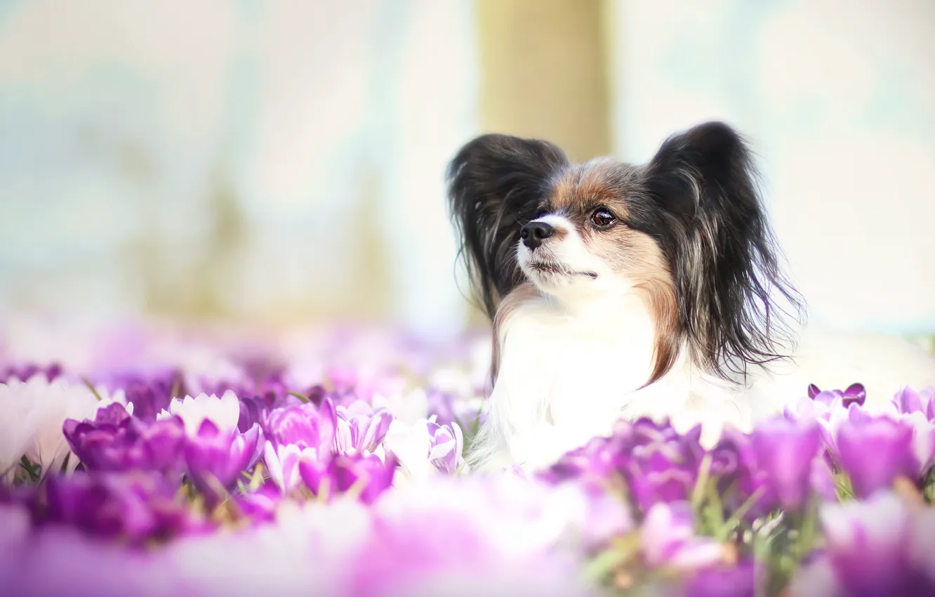 Photo wallpaper look, flowers, nature, glade, portrait, dog, spring, crocuses