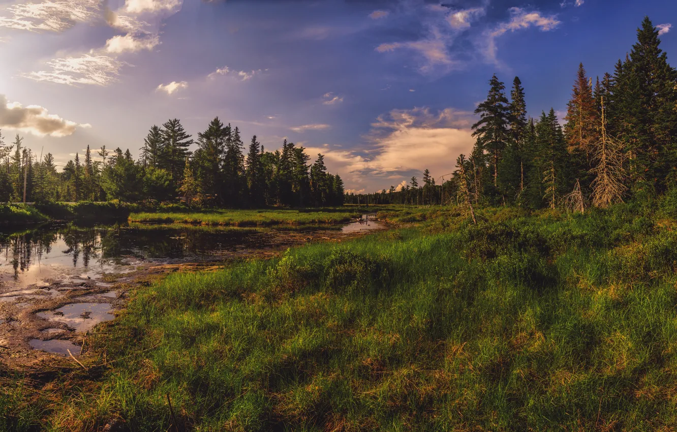 Photo wallpaper forest, summer, grass, clouds, pond, blue, shore, swamp