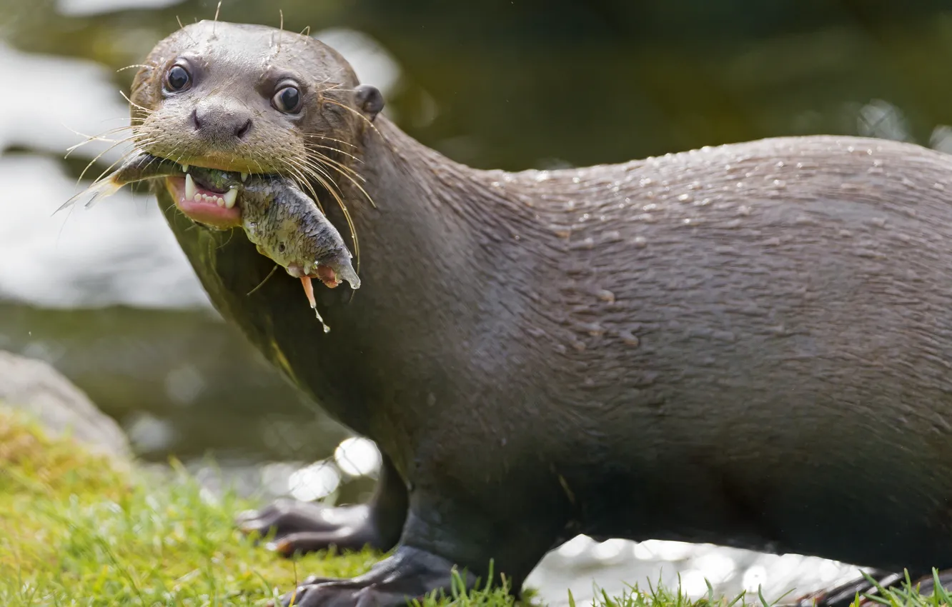 Photo wallpaper look, face, fish, otter