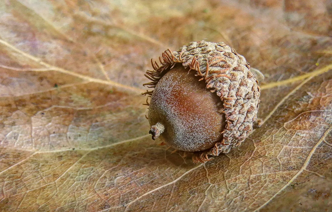 Photo wallpaper macro, photo, acorns