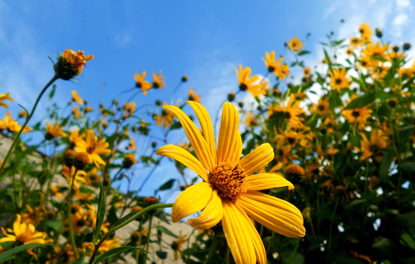 Photo wallpaper the sky, macro, flowers, flowers