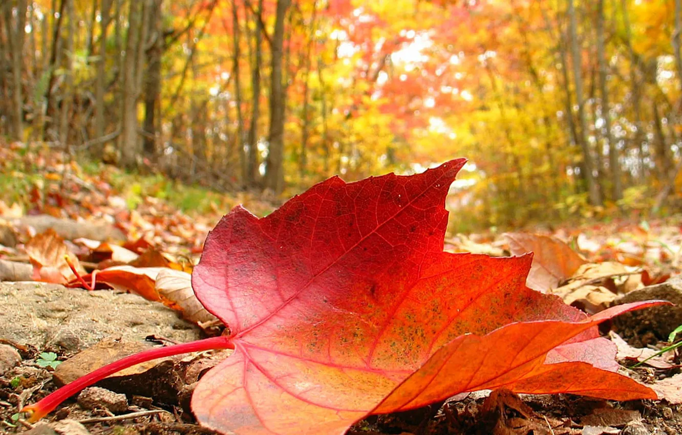 Photo wallpaper FOREST, NATURE, TREES, LEAF, AUTUMN